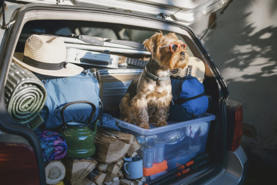 Full car trunk with a camping equipment and a Yorkshire Terrier dog wearing sunglasses ready for a vacation