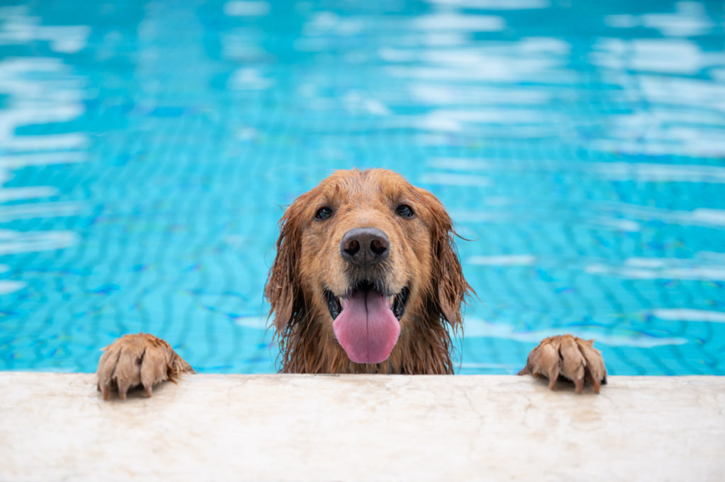 dog in pool