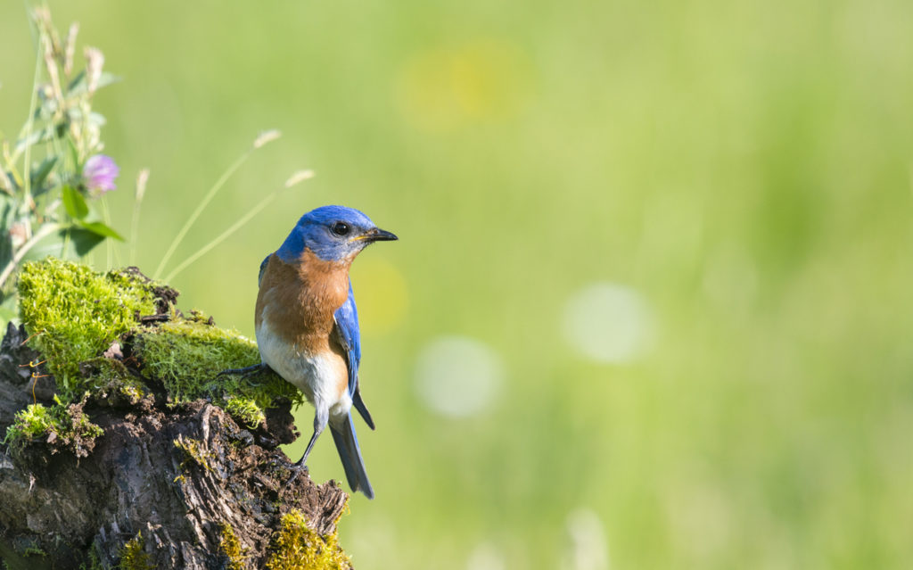 Eastern Bluebird, Sialia sialis, male bird perching